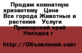 Продам комнатную хризантему › Цена ­ 250 - Все города Животные и растения » Услуги   . Приморский край,Находка г.